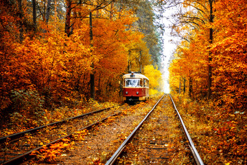 The red tram is racing along the rails through the autumn forest.
