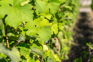 Grape Leaves in Sunlight