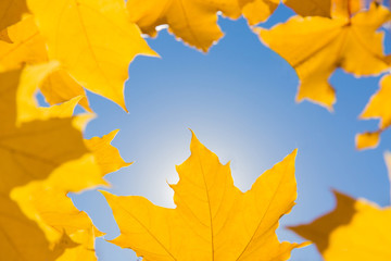 Naklejka na ściany i meble Bright yellow leaves of maple tree in the shape of frame on blue sky background. Beautiful yellow tree. Texture