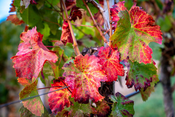 Red Autumn Wine Leaf