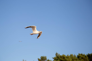 Fototapeta na wymiar a seagull flies on the beach