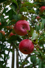 Branch of apple trees bending under the weight of fruit. Autumn orchard.