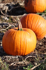 oange and white pumpkins in a arm patch