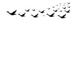 Several silhouettes of birds on white background.