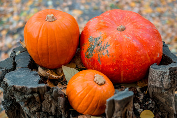 three orange pumpkins lie in the autumn forest on a wooden snag stump