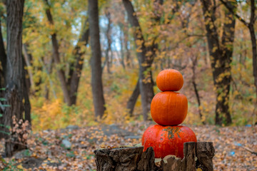 three orange pumpkins lie in the autumn forest on a wooden snag stump