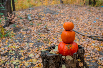 three orange pumpkins lie in the autumn forest on a wooden snag stump