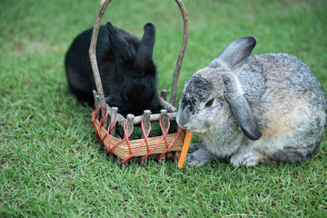Little rabbits eating carrot