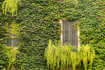 Finestra in un muro completamente ricoperto da edera