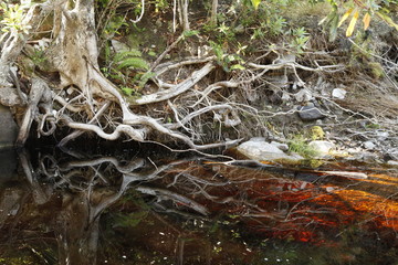 Tree root reflections