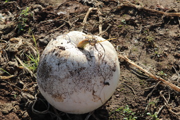 large white gourd type sqush in a pumpkin patch field