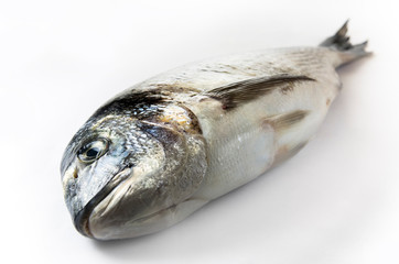 Dorado fish on white background