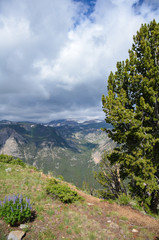 Lovely alpine view of trees and lupine wildflowers along the Beartooth Highway in Montana
