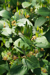 Tricyrtis latifolia yellow sunrise or toad lily plant
