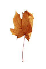 autumn maple leaf isolated on white background