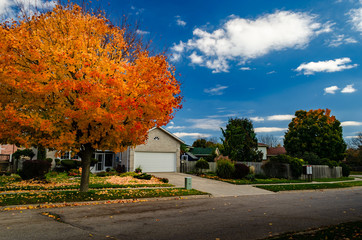 Autumn orange maple tree on a manicured street against a cloudy blue sky.