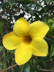 flor amarilla naturaleza jard&iacute;n flores verde bosque matas huerta ex&oacute;tica  flower yellow nature garden flowers green forest bush exotic orchard