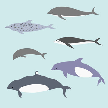 Types of dolphins. Flat vector illustration. Classification set of dolphins to illustrate a children's book about geography or biology