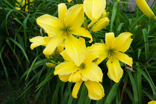 Fototapeta Hemerocallis lemon ladeline yellow lilly flowers