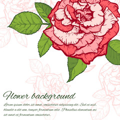 Rose hand drawn illustration
