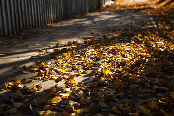 Yellow fallen autumn leaves underfoot. Golden autumn, leaves on earth in the bright light of the...