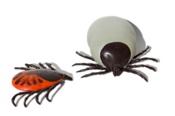 Encephalitis ticks on white isolated background.