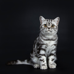 Fototapeta na wymiar Excellent black silver tabby blotched British Shorthair cat kitten straight up front view and looking curious straight at camera, isolated on black background