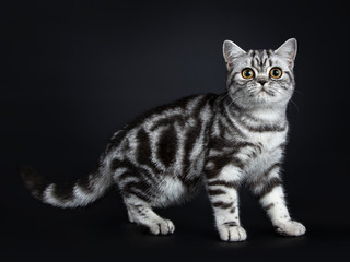 Naklejka na ściany i meble Excellent black silver tabby blotched British Shorthair cat kitten standing / walking side ways and looking straight at camera, isolated on black background