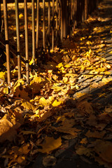 Yellow fallen autumn leaves underfoot. Golden autumn, leaves on earth in the bright light of the sun. Autumn walks in the Park along the Golden alley. Play of light and shadow on earth