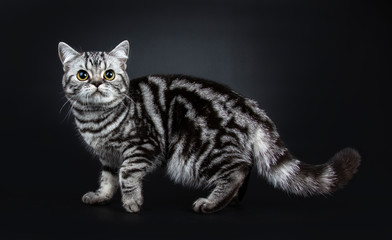 Excellent black silver tabby blotched British Shorthair cat kitten standing / walking side ways and looking above camera, isolated on black background