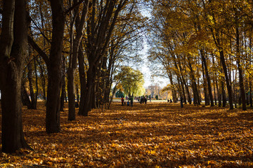 Yellow fallen autumn leaves underfoot. Golden autumn, leaves on earth in the bright light of the sun. Autumn walks in the Park along the Golden alley. Play of light and shadow on earth
