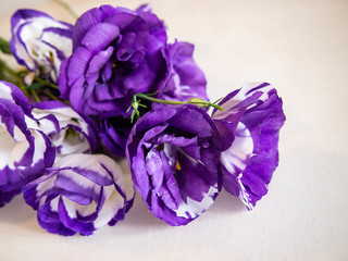 Bright delicate flowers (Eustoma (Lisianthus))