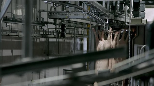 Pork carcasses hanging on hooks in a meat factory. Pigs in slaughterhouse. Half pork hanging from the rail transport.