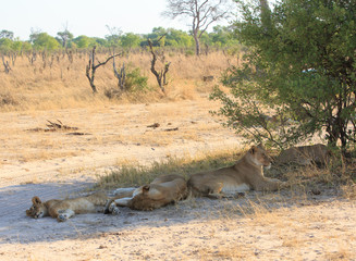 A Pride of Lions resting next to a green bush with a natural dry bushveld background in Hwange...