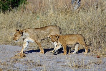 Mother Lioness and her Adolescent Cub walking across dry sandy tracks in Hwange National Park, Zimbabwe