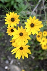 yellow flowers of the willow-leaved sunflower (helianthus salicifolius)