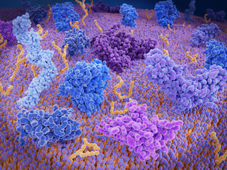 Immunologisch aktive Proteine auf der Membran einer T-Zelle: T-Cell-receptor (blau), CD-4 (hellblau), CD-28 (dunkelblau), PD-1 (magenta), CTLA-4 (violett) und ein Ca-Kanal (dunkelviolett) - obrazy, fototapety, plakaty