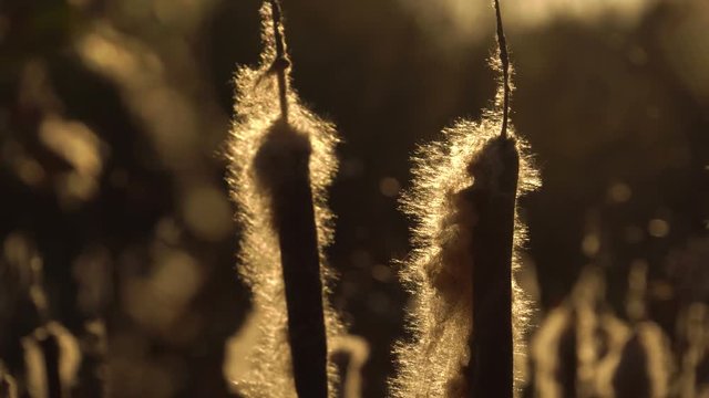 The Reed Seed At Sunset