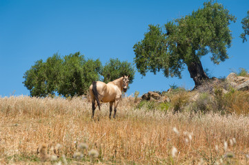 Horse grazing on a meadow in olive tree orchard. Tail.  Andalucia , Andalusia, Spain.