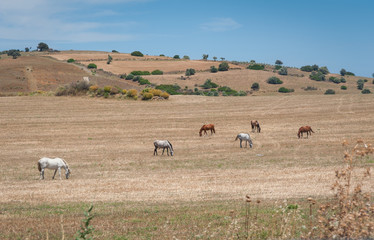Fototapeta na wymiar Horses grazing on a meadow. Farmland in Andalucia , Andalusia, Spain.