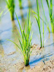 Obraz premium Rice seedlings close up a month after transplanting