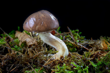 Ripe tasty mushroom in the forest. Forest fruits on wet moss in a deciduous forest. Season of the autumn.