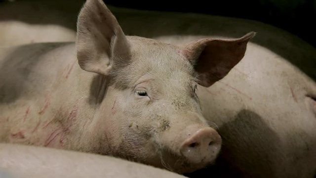 Intensively farmed pigs in batch pens. Farm for pig breeding. Pig farm for the production of genetic resources in animal husbandry.