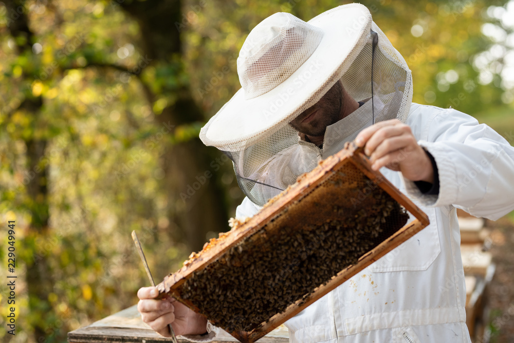 Wall mural Imker beim kontrollieren der Bienen im Herbst