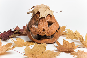 Old pumpkin for Halloween and yellow maple leaves, Jack o lantern with wrinkles and mold.