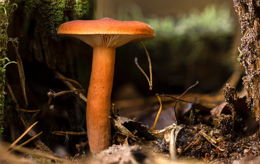 Mushroom red Chroogomphus rutilus close up on the stump
