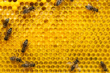 Bees on a cell with larvae. Bees Broods.