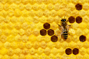 Macro photo of honey bee on a honeycomb with bee larvae. Reproduction of bees. Bees Broods.