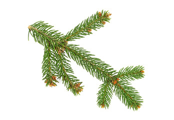 Closeup of fir branch isolated on a white background