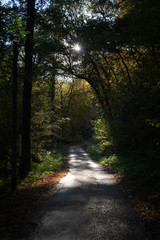 Fototapeta premium Wanderweg durch Wald im Herbst